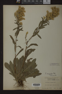 Solidago nemoralis image