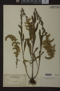 Solidago nemoralis image