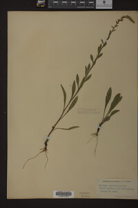Solidago nemoralis image