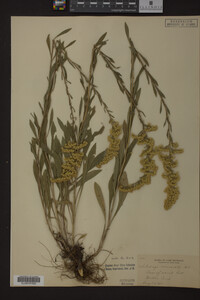 Solidago nemoralis image