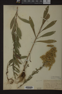Solidago nemoralis image