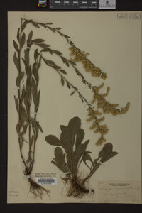 Solidago nemoralis image