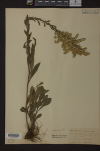 Solidago nemoralis image