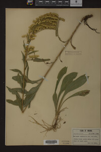 Solidago nemoralis image