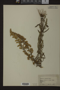 Solidago nemoralis image