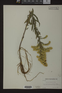 Solidago nemoralis image