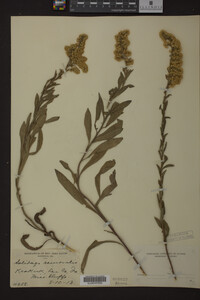 Solidago nemoralis image