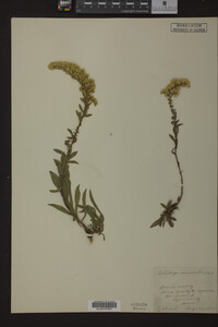 Solidago nemoralis image
