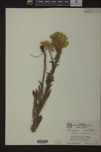 Solidago nemoralis image