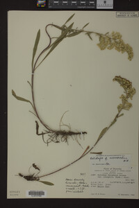 Solidago nemoralis image
