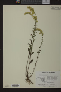Solidago nemoralis image