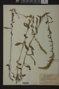 Solidago nemoralis image