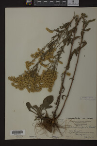 Solidago nemoralis image