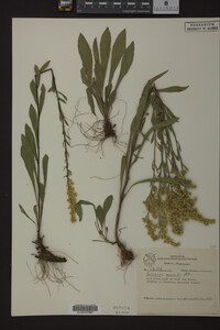 Solidago nemoralis image