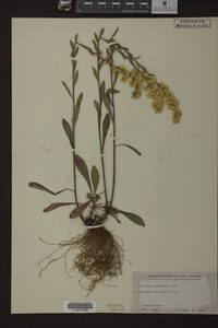 Solidago nemoralis image