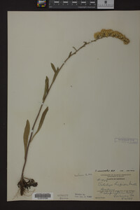 Solidago nemoralis image