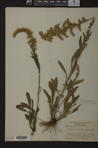 Solidago nemoralis image