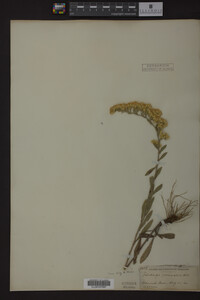 Solidago nemoralis image