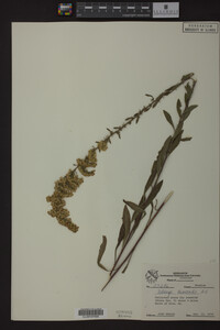 Solidago nemoralis image