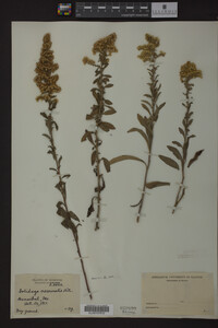 Solidago nemoralis image
