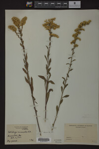 Solidago nemoralis image