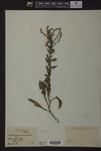 Solidago nemoralis image
