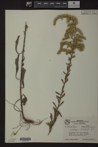 Solidago nemoralis image
