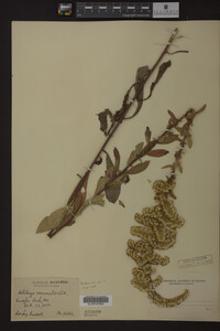 Solidago nemoralis image