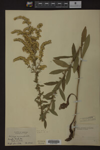 Solidago nemoralis image