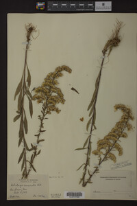 Solidago nemoralis image