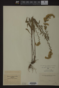 Solidago nemoralis image