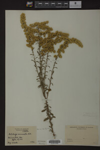 Media resource of Solidago nemoralis