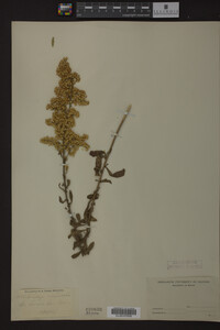 Solidago nemoralis image