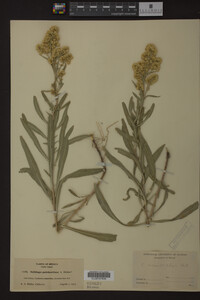 Solidago nemoralis image