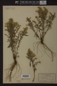 Solidago nemoralis image