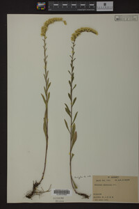 Solidago nemoralis image