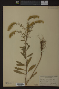 Solidago nemoralis image