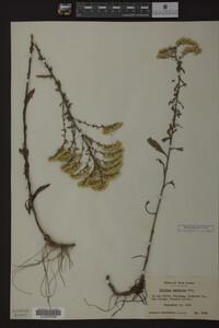 Solidago nemoralis image