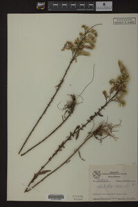 Solidago nemoralis image