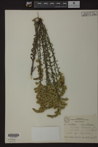 Solidago nemoralis image