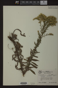 Solidago nemoralis image