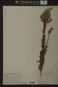 Solidago nemoralis image
