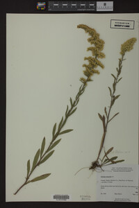 Solidago nemoralis image
