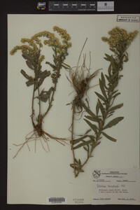 Solidago nemoralis image