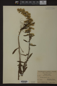 Solidago nemoralis image
