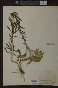 Solidago nemoralis image