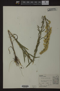 Solidago nemoralis image