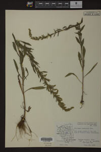 Solidago nemoralis image