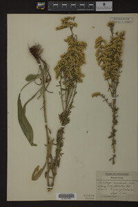 Solidago nemoralis image