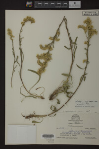 Solidago nemoralis image